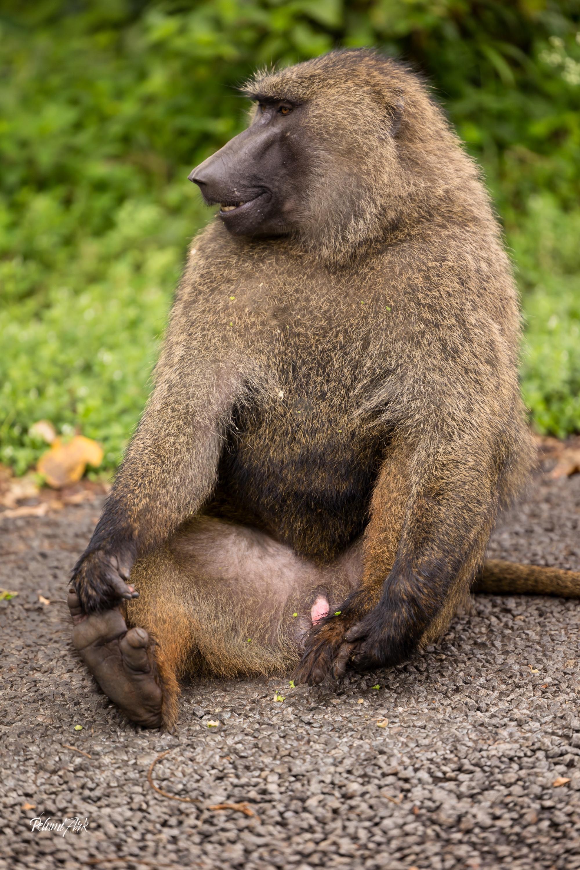 National Park Nairobi